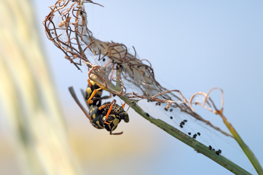 Predatori di farfalle